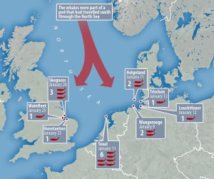 Map of sperm whale beachings in the north Sea - Jan 2016